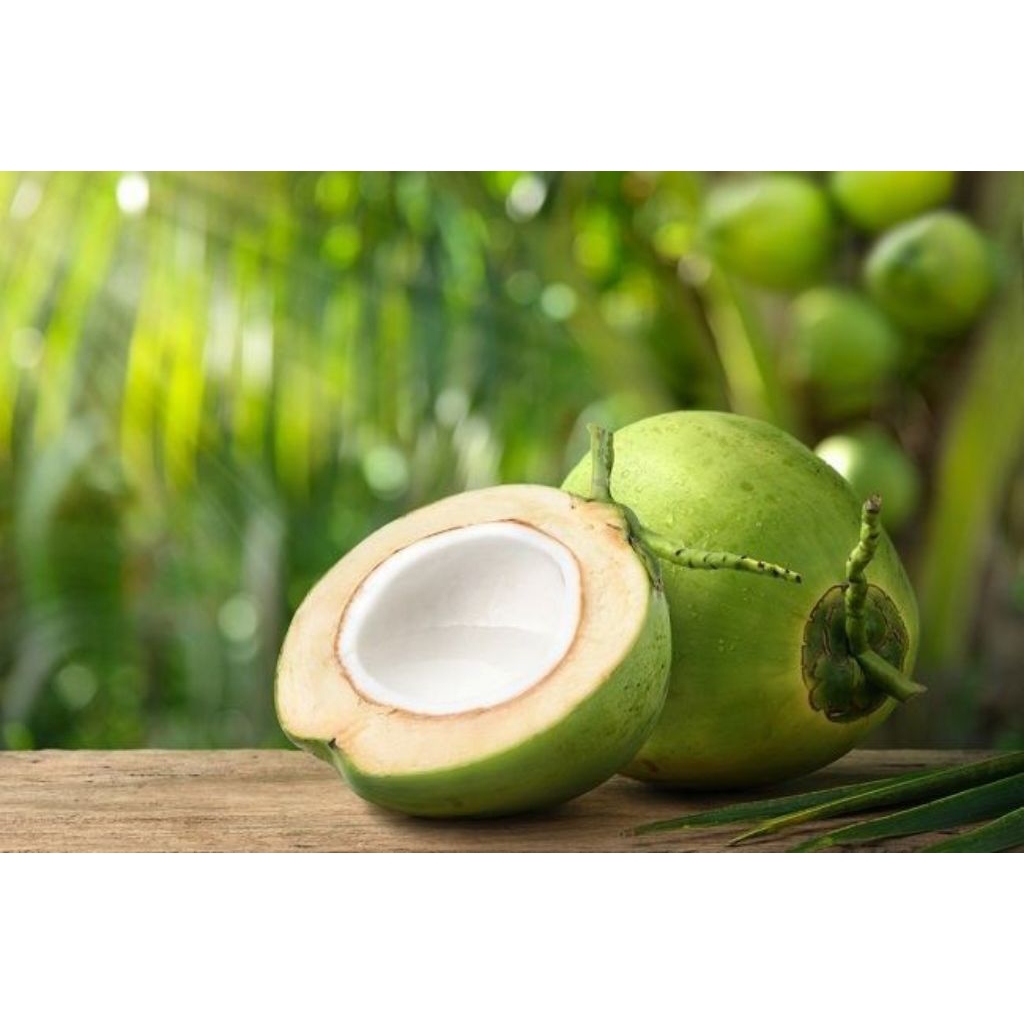 KELAPA MUDA UTUH SATUAN KELAPA HIJAU
