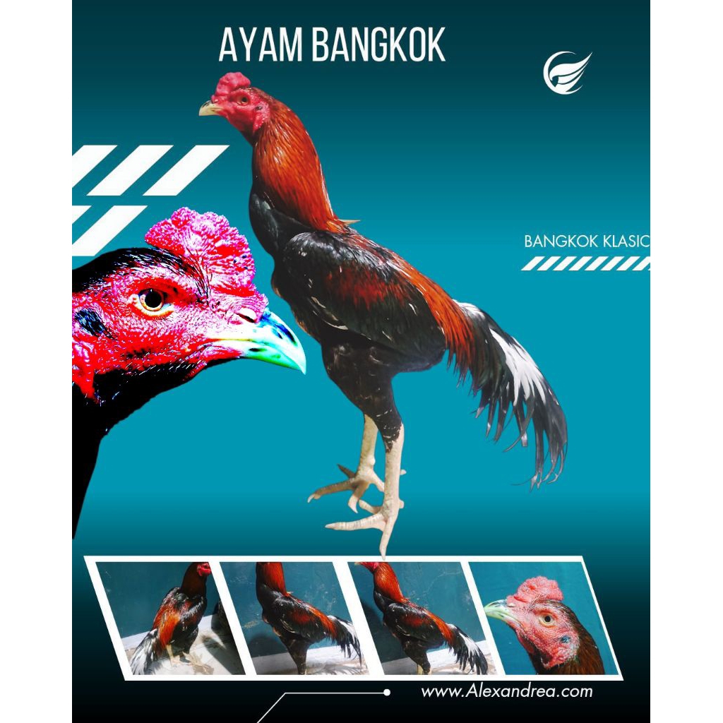 Ayam Bangkok Klasic / Ayam Bangkok Selatan / Ayam Bangkok Siam