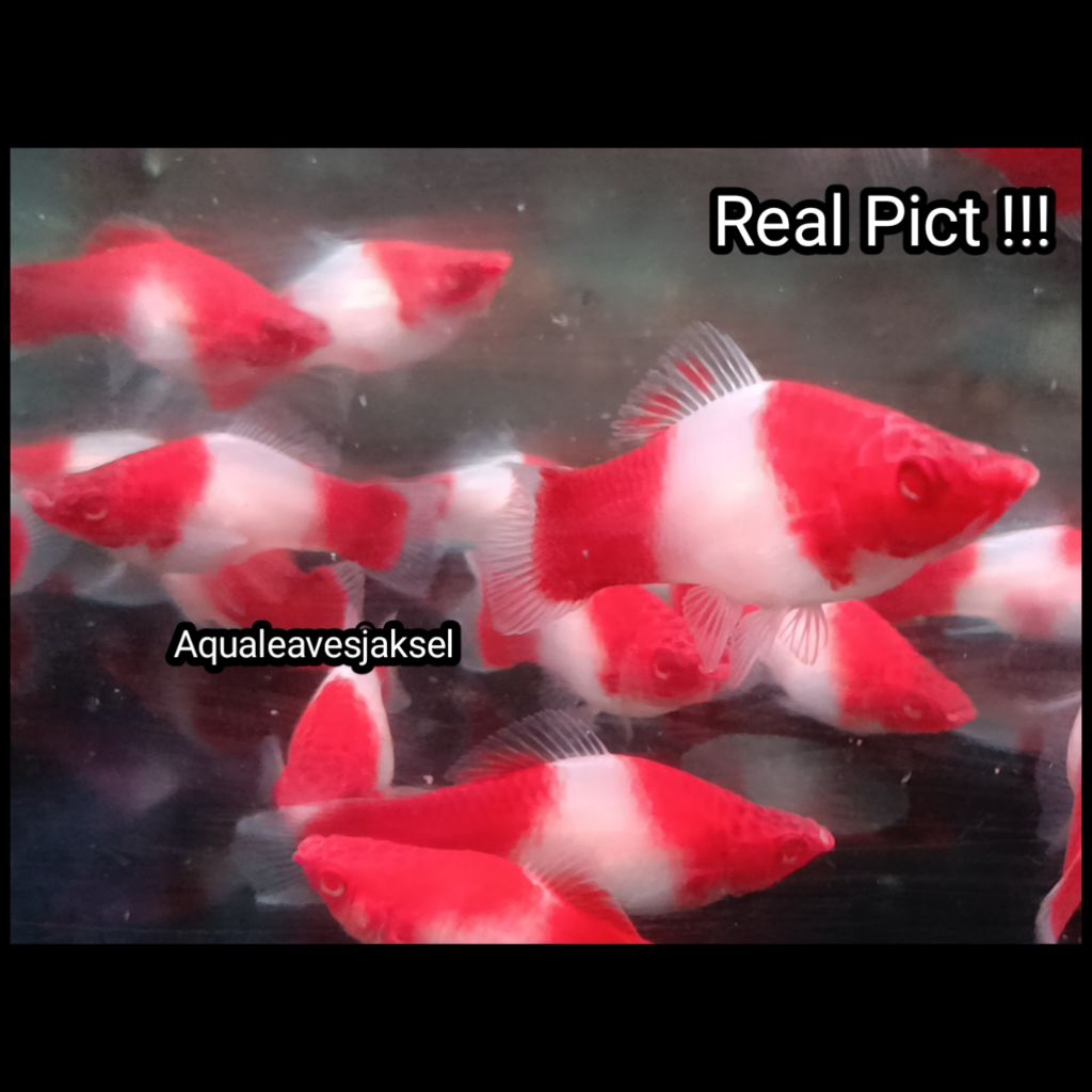ikan platy santa clause jumbo