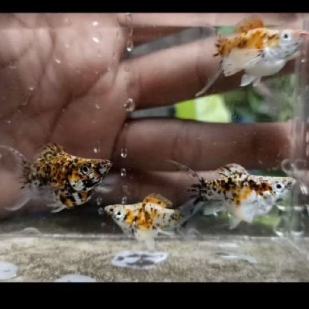 MOLLY CALICO INDUKAN / MOLLY MERPATI INDUKAN