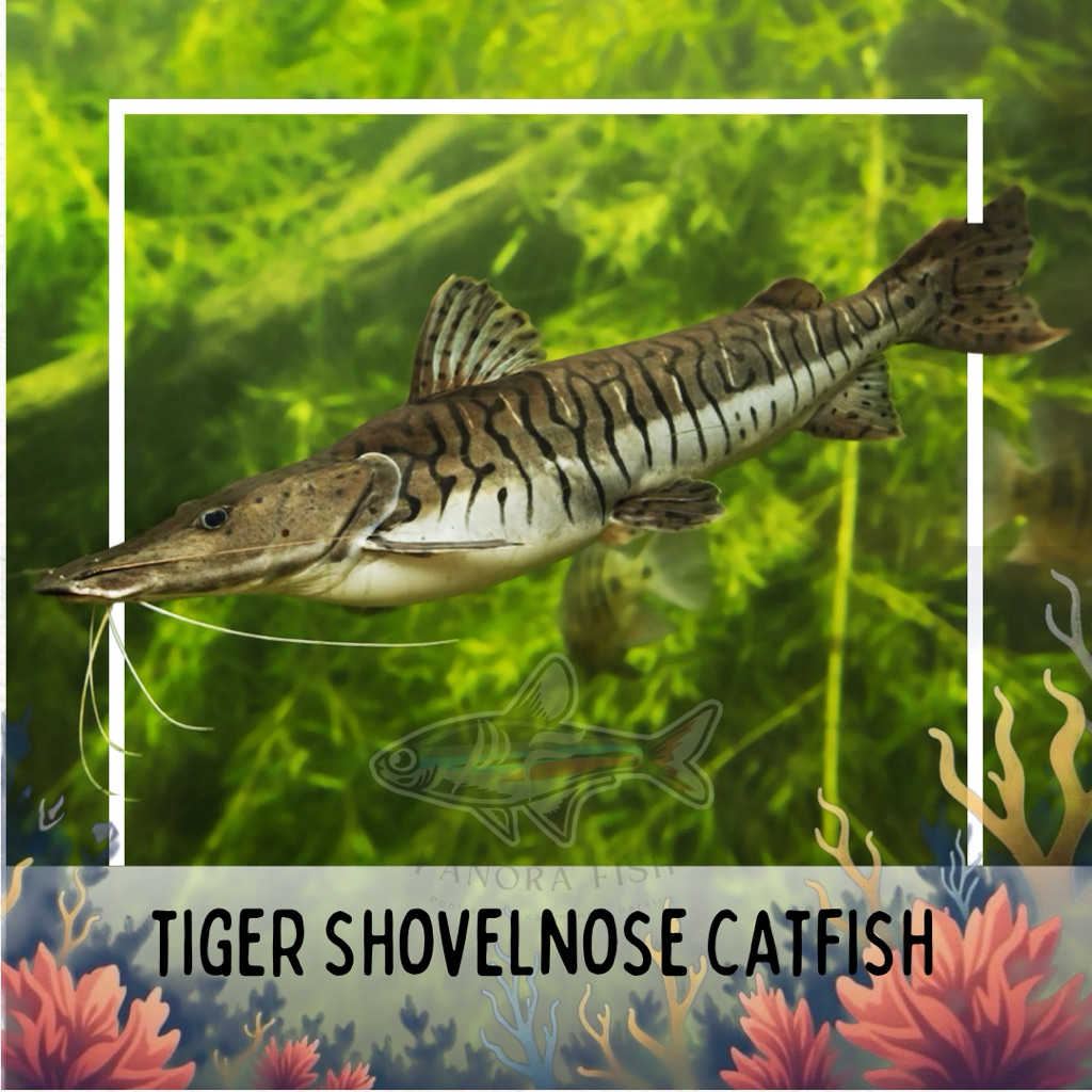 perlengkapan aquarium tiger shovelnose catfish/tsn