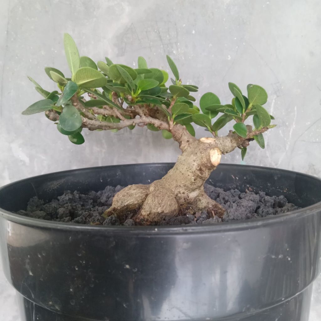 Bahan Bonsai Dolar Mikro Ori Ukuran Mame ( Real Pict )