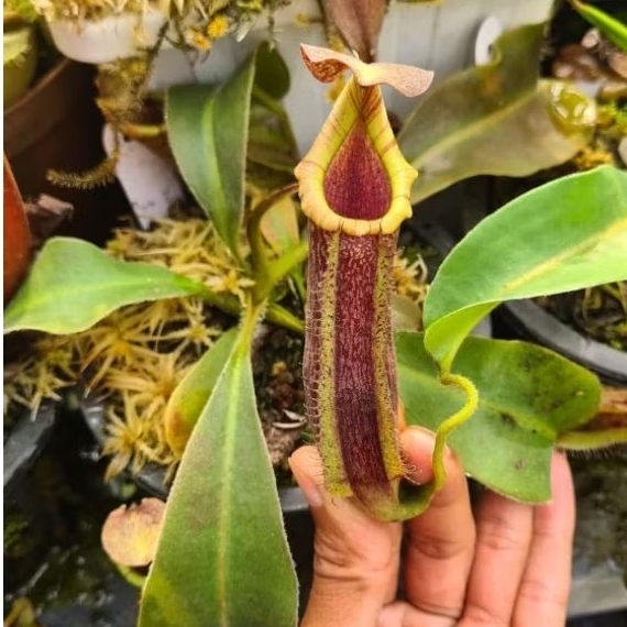 Nepenthes hybrid Maxima x LVBMC