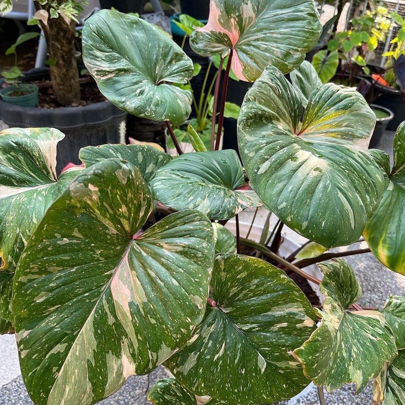 Homalomena Rubescens Stardust Pink Variegata Tanaman Hias Indoor Estetik Siap Kirim Tanaman Sehat Mu