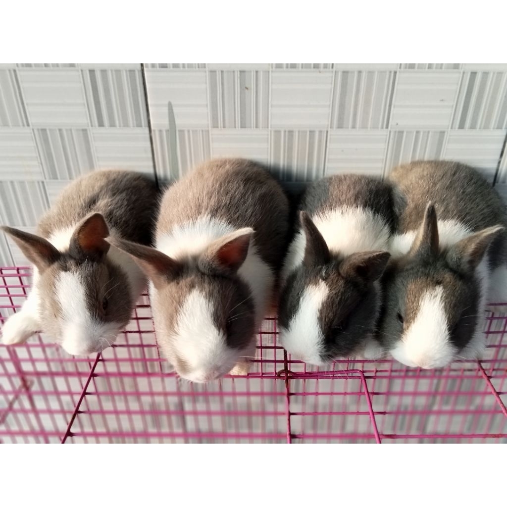 Kelinci Panda Dutch + pakan