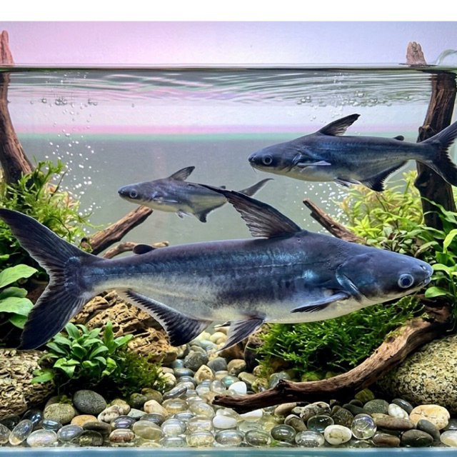 Genghis Khan / Pangasius sanitwongsei / Hiu Air Tawar Only Sameday dan Instant
