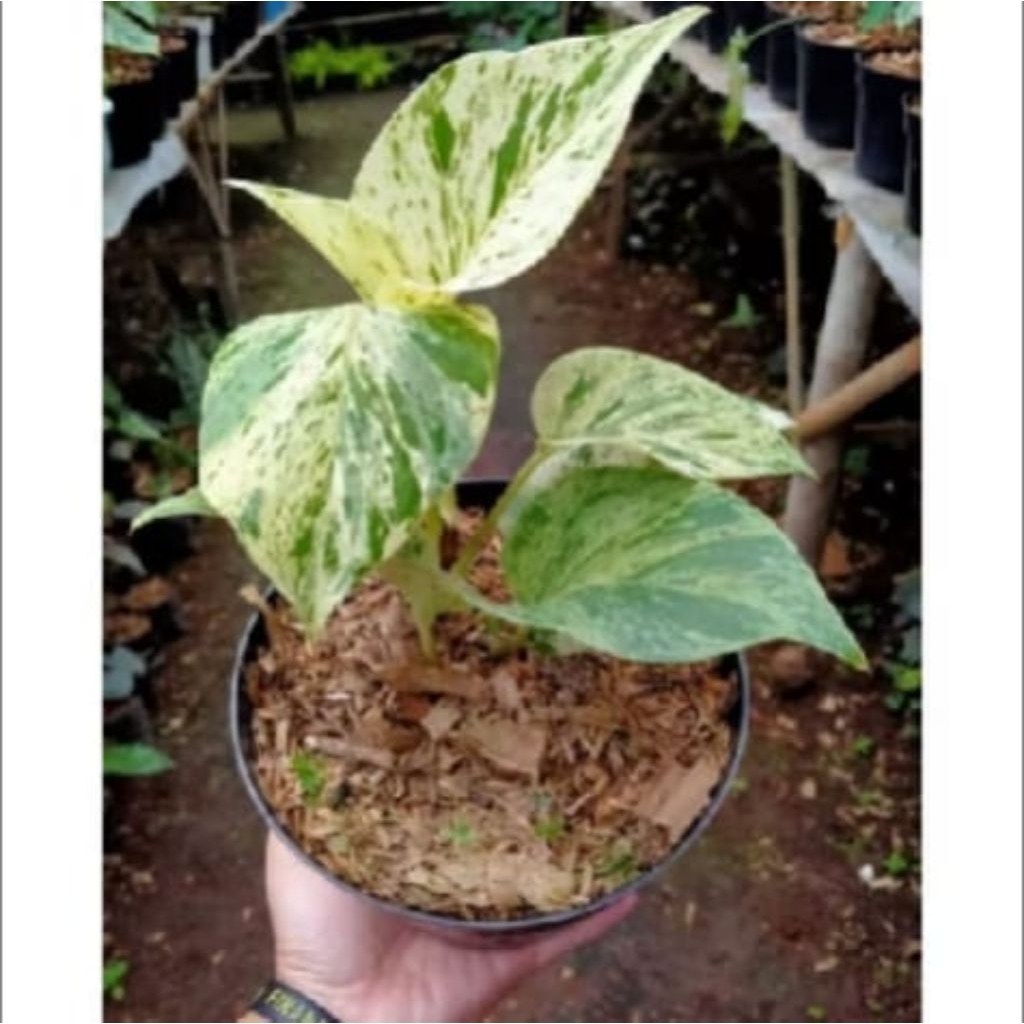 sirih Gading Varigata - Tanaman Hias Dengan Daun Hijau Dan Putih