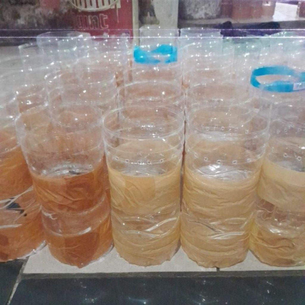 ikan cupang pensi cooper,ikan cupang hias