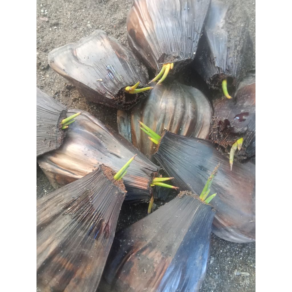 bibit / benih pohon Nipah / dahon sudah bertunas