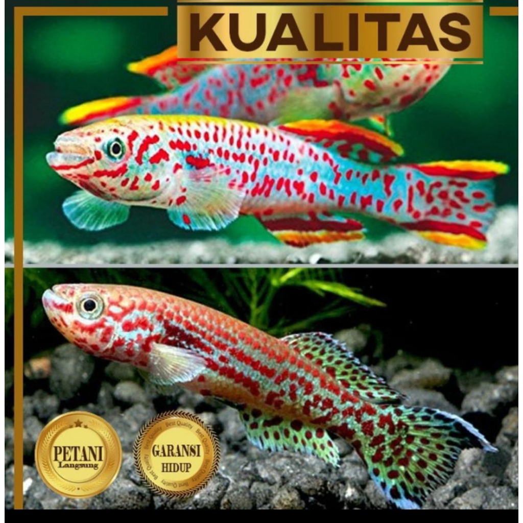 10 Ekor Killifish Gardneri Ikan Hias Aquascape Hiasan Aquarium Tanaman Air Tawar