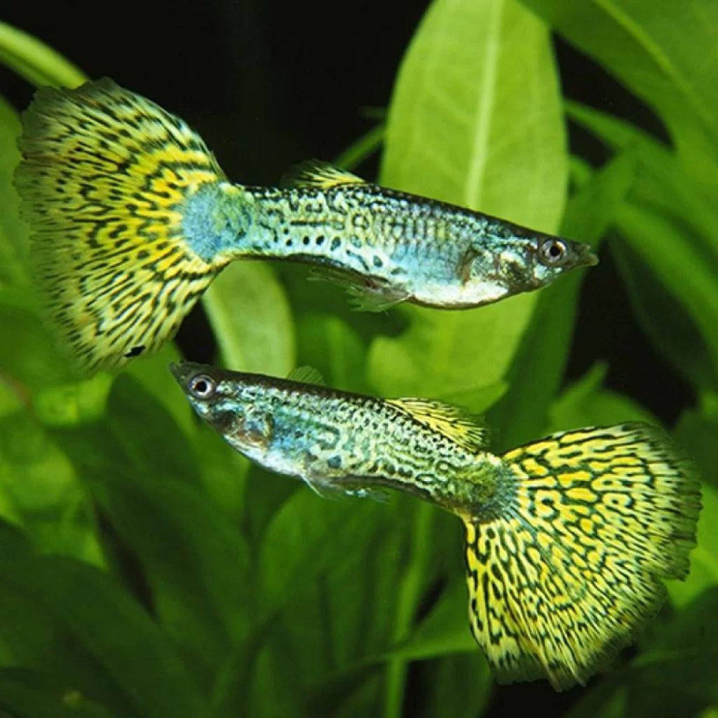 Hiasan Aquarium Guppy Green Cobra Skin 1 Pasang