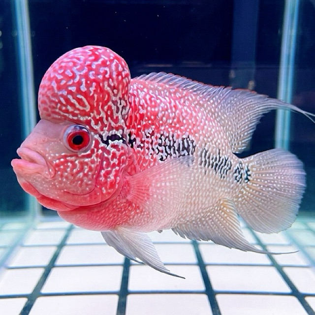 Ikan Louhan Super Red Dragon / Ikan Louhan SRD only sameday dan instant