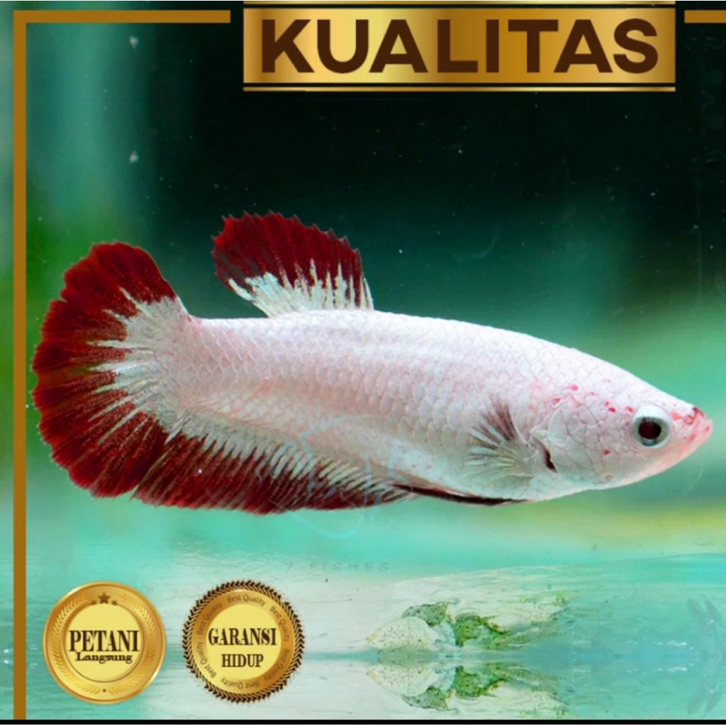 Cupang Betina Red Dragon Ikan Hias Aquascape Hiasan Aquarium Tanaman Air Tawar