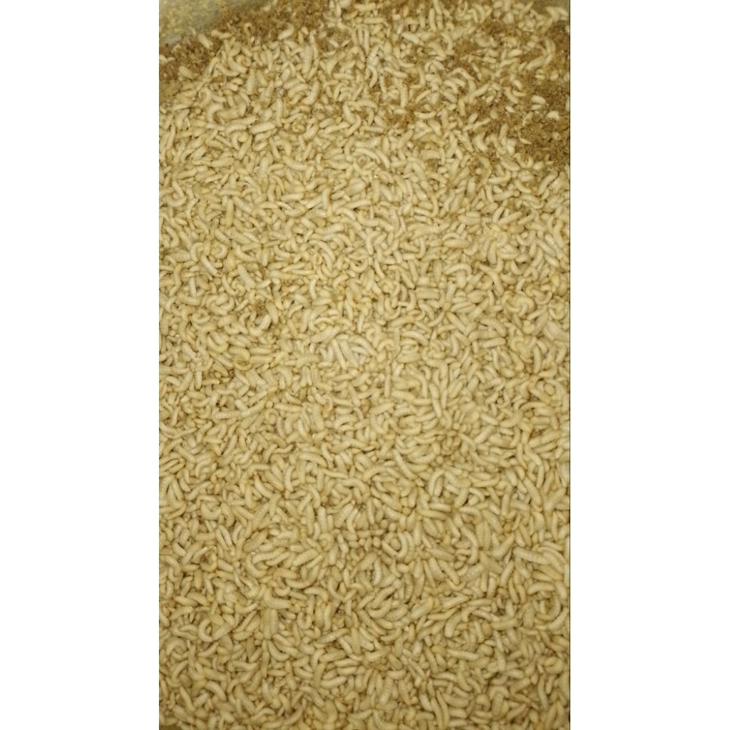 Magot bsf hidup 100gram