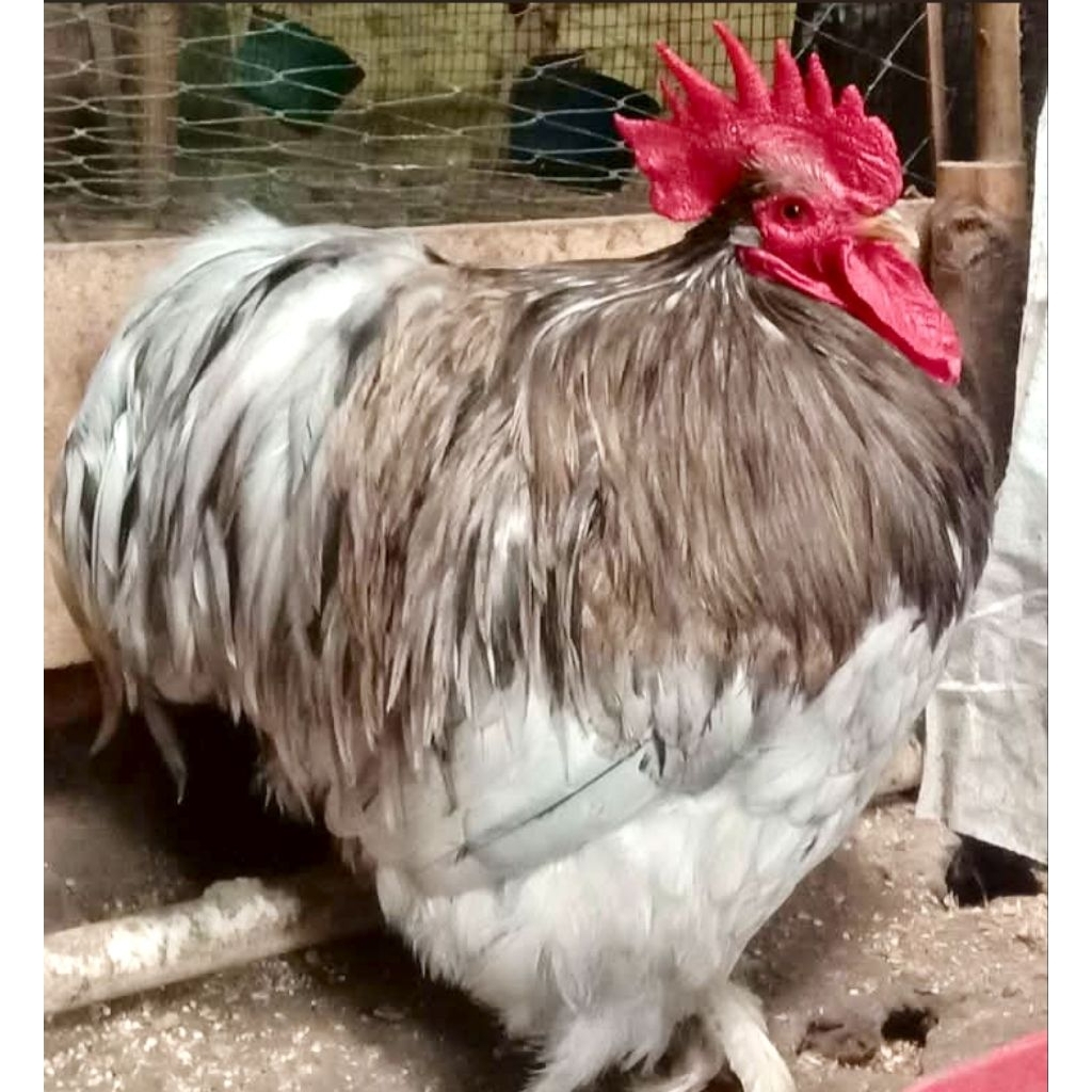 Ayam Hias Bantam Cochin Golem ekor bulat