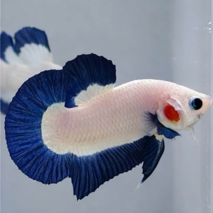 Ikan Cupang Blue Rim Jantan Bersih