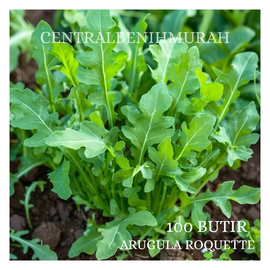 100 BUTIR BENIH TANAMAN ARUGULA ROQUETTE