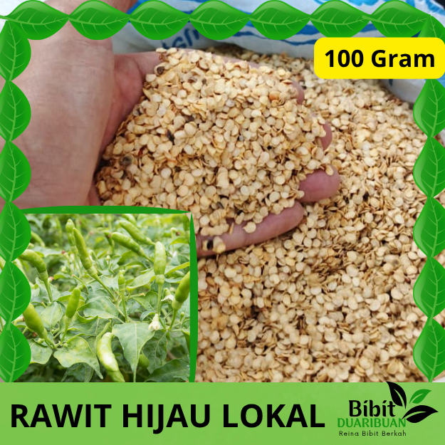 100 Gram biji benih cabe rawit hijau lokal kualitas super