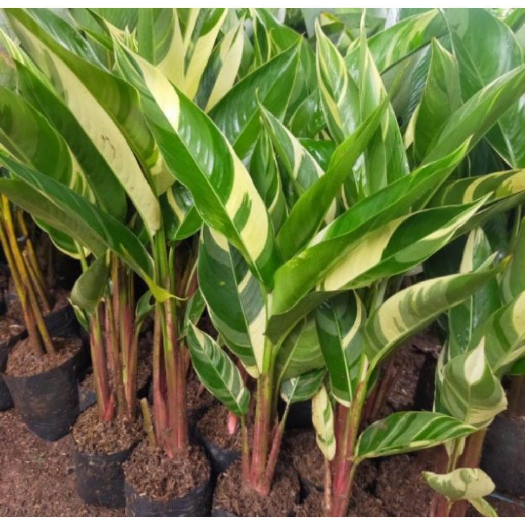 Pisang Heliconia/Tanaman Pisang Heliconia/Tanaman Hias Pisang Heliconia Varigata Bunga Kuning