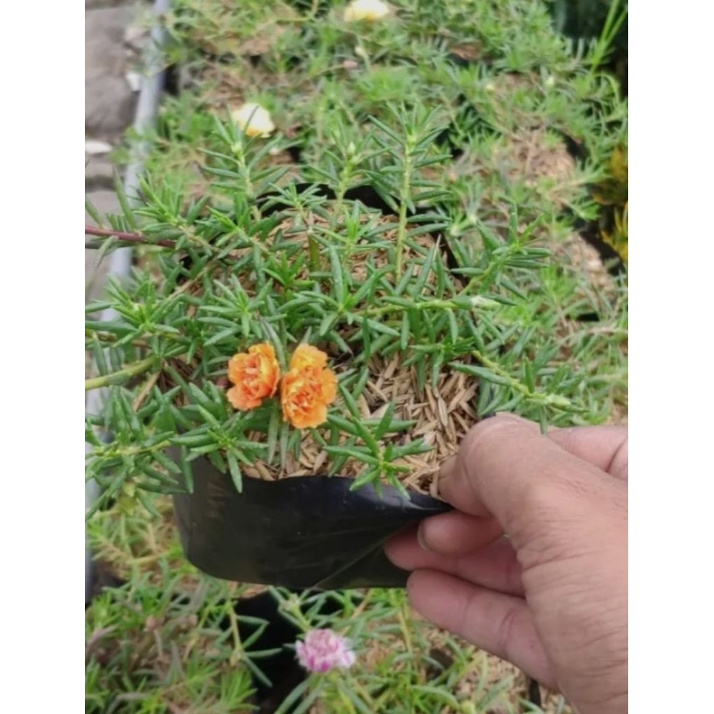 Tanaman bunga krokot tanaman krokot