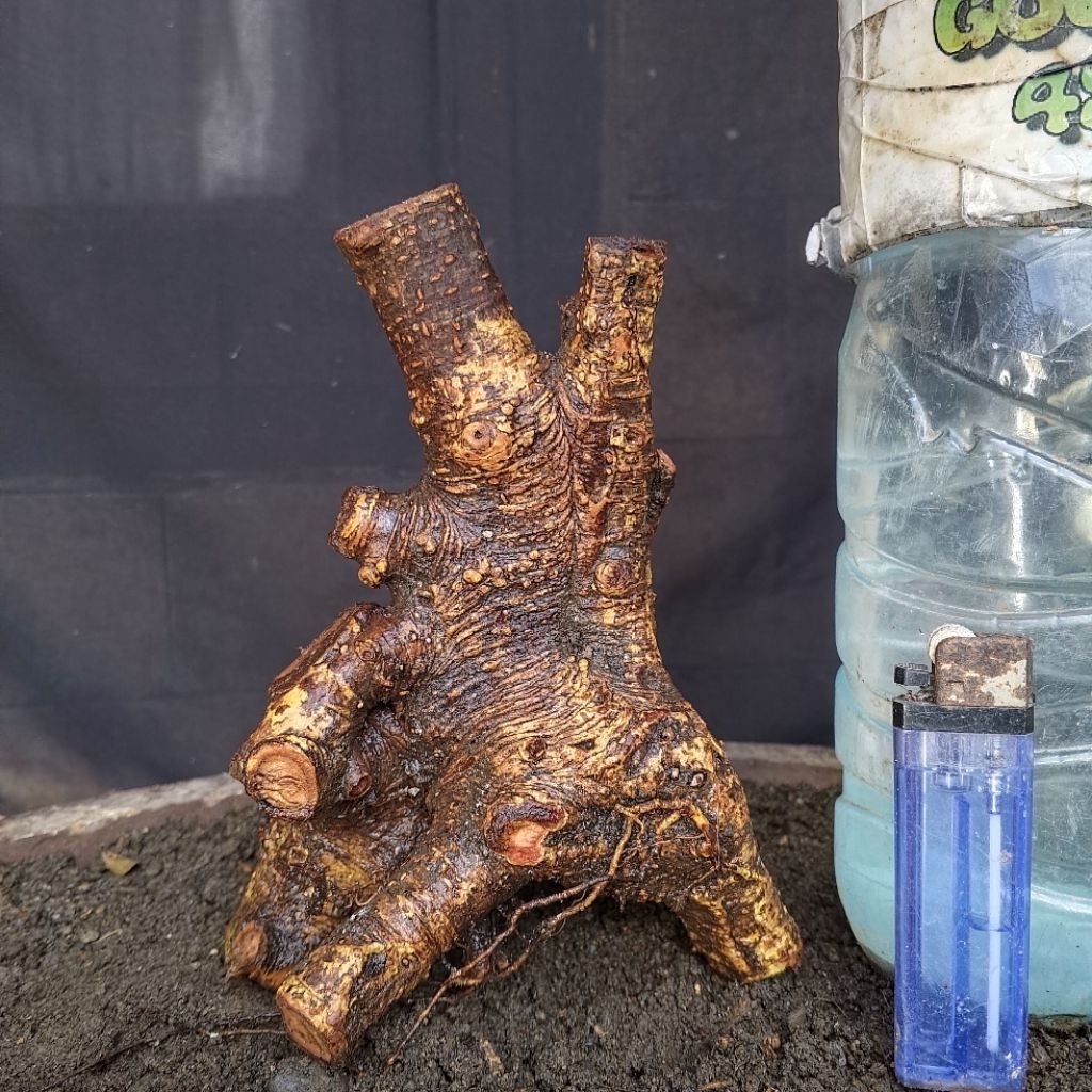 Bahan Bonsai Bunut Pucuk Merah Formal Bogel Small Mame Size Real Pict
