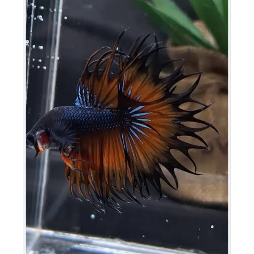 Cupang CT (CrownTail) atau serit Size M++ Up Random Hiasan Kamar