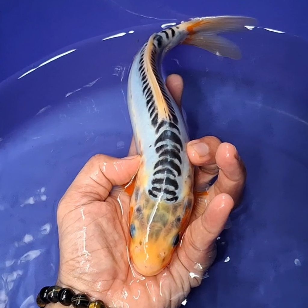 Ikan Koi Blitar Jenis Shusui / Rumah Koi Jakarta / kode 0018