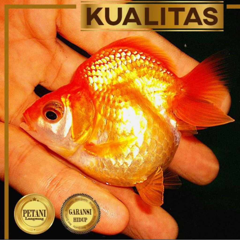 Mas Koki Ryukin (L) Ikan Hias Aquascape