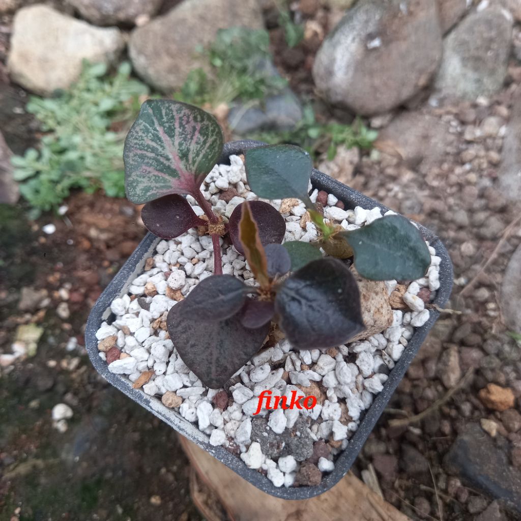 paket euphorbia francoisii crassicaulis hybrid maple leaf mix