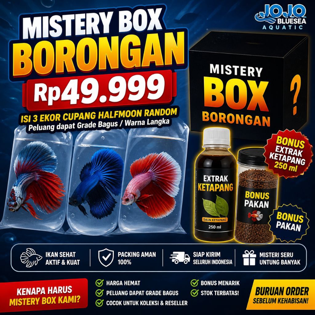 Mystery Box Borongan Cupang Halfmoon 3 Ekor + Bonus Pakan & Ekstrak Ketapang 250ml