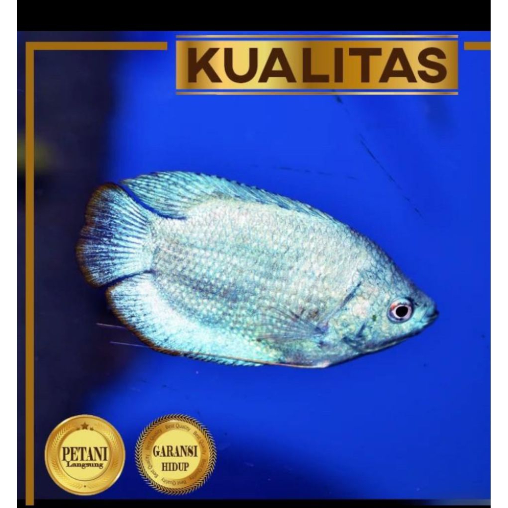 10 Ekor Sepat Neon Blue Gourami Ikan Hias
