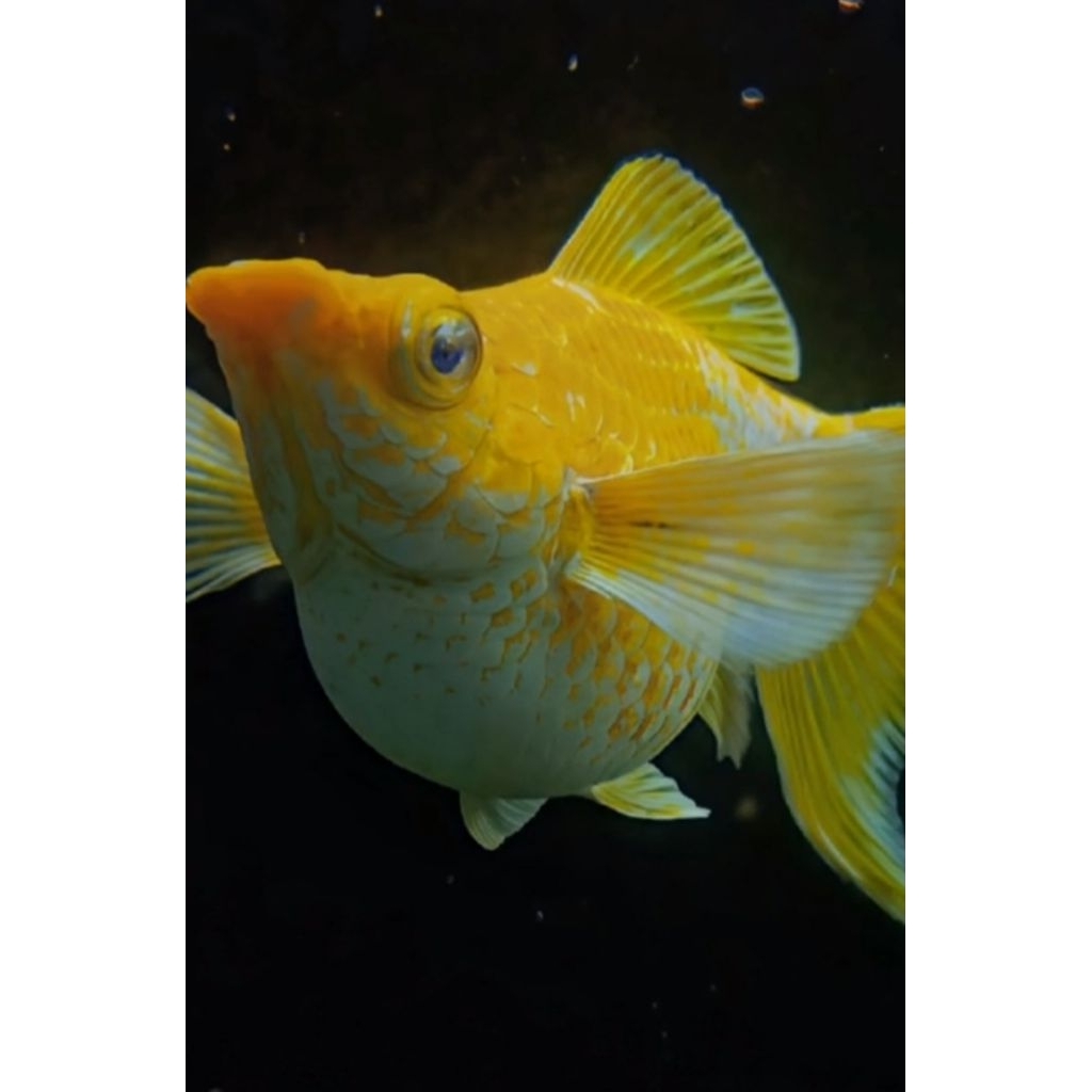 Molly golden Lemon head mata kristal