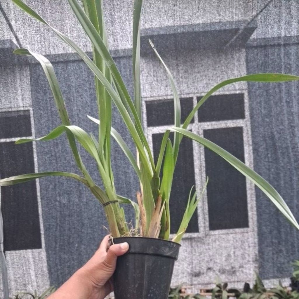 [BEST SELLER] Oncidium Americana Tinggi 1 meter Spike/Dewasa