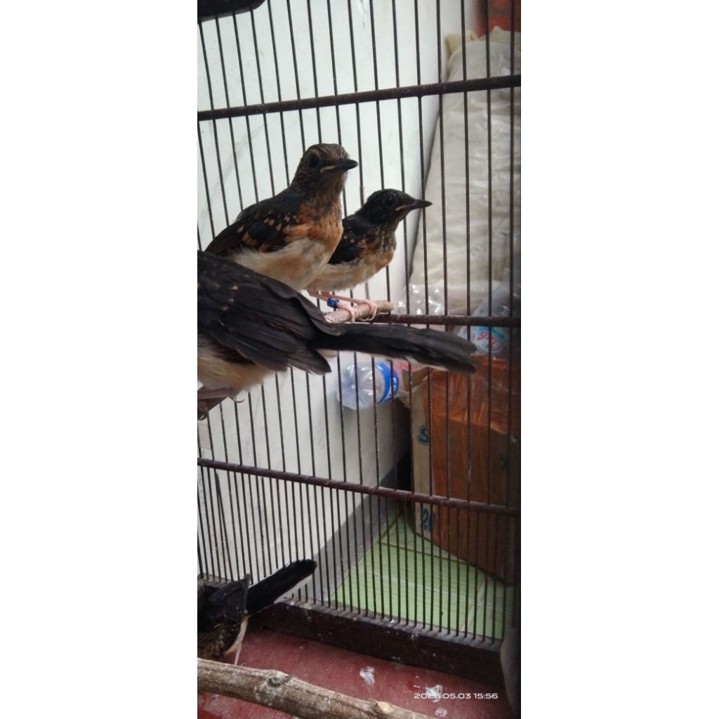 Murai Batu Trotol Jantan