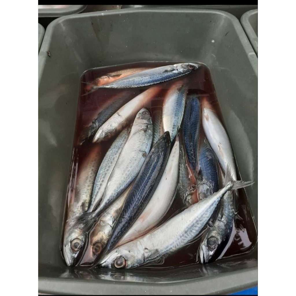 Ikan Salem Segar Fresh | Ikan Laut Salem Berkualitas | Ikan Salem