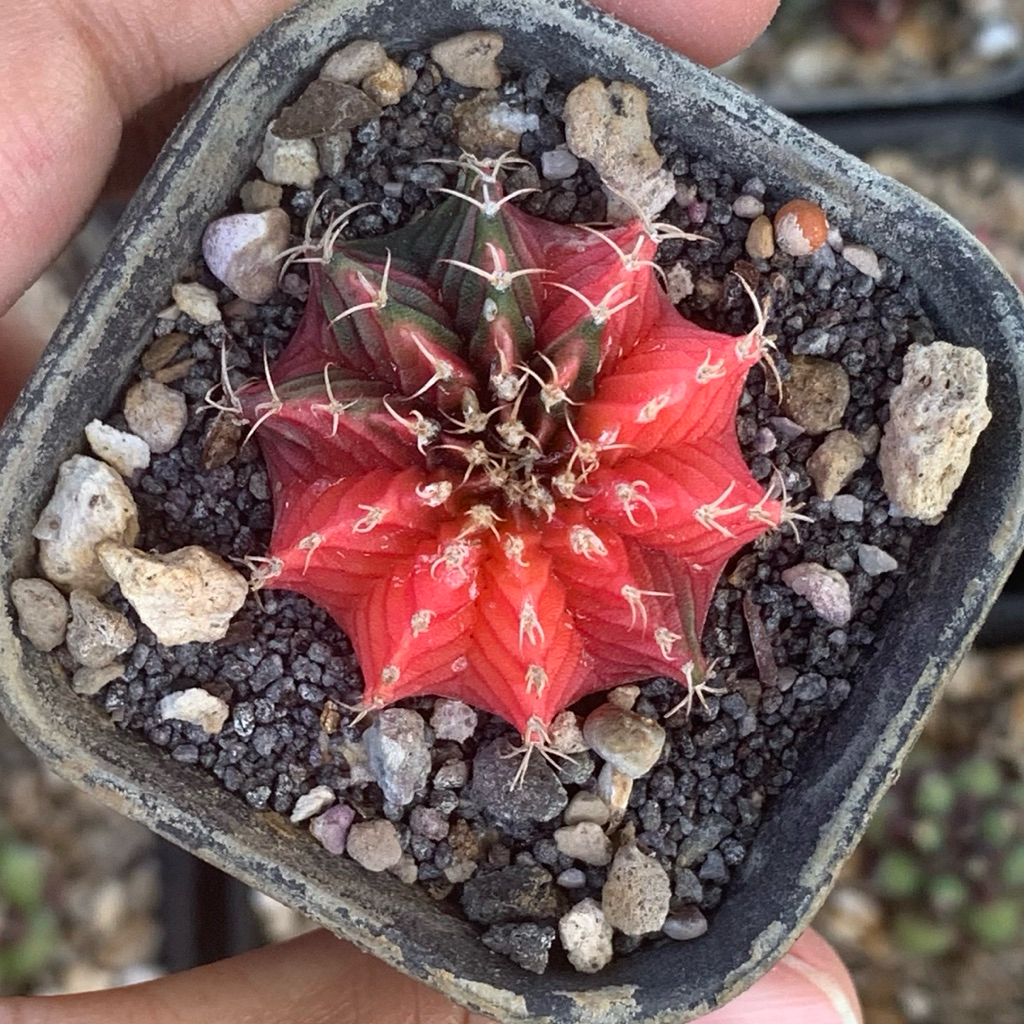 m81 Gymnocalycium miha LB Hybrid Varigata kaktus gymno var orange miha 2178 ribs lb2178 tanaman hias