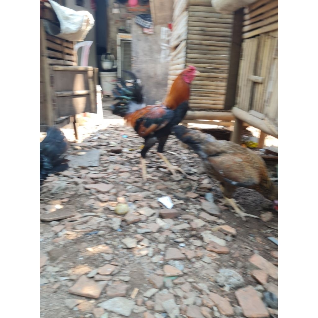 ayam KUB indukan Jantan  bobot kurleb 3 kg