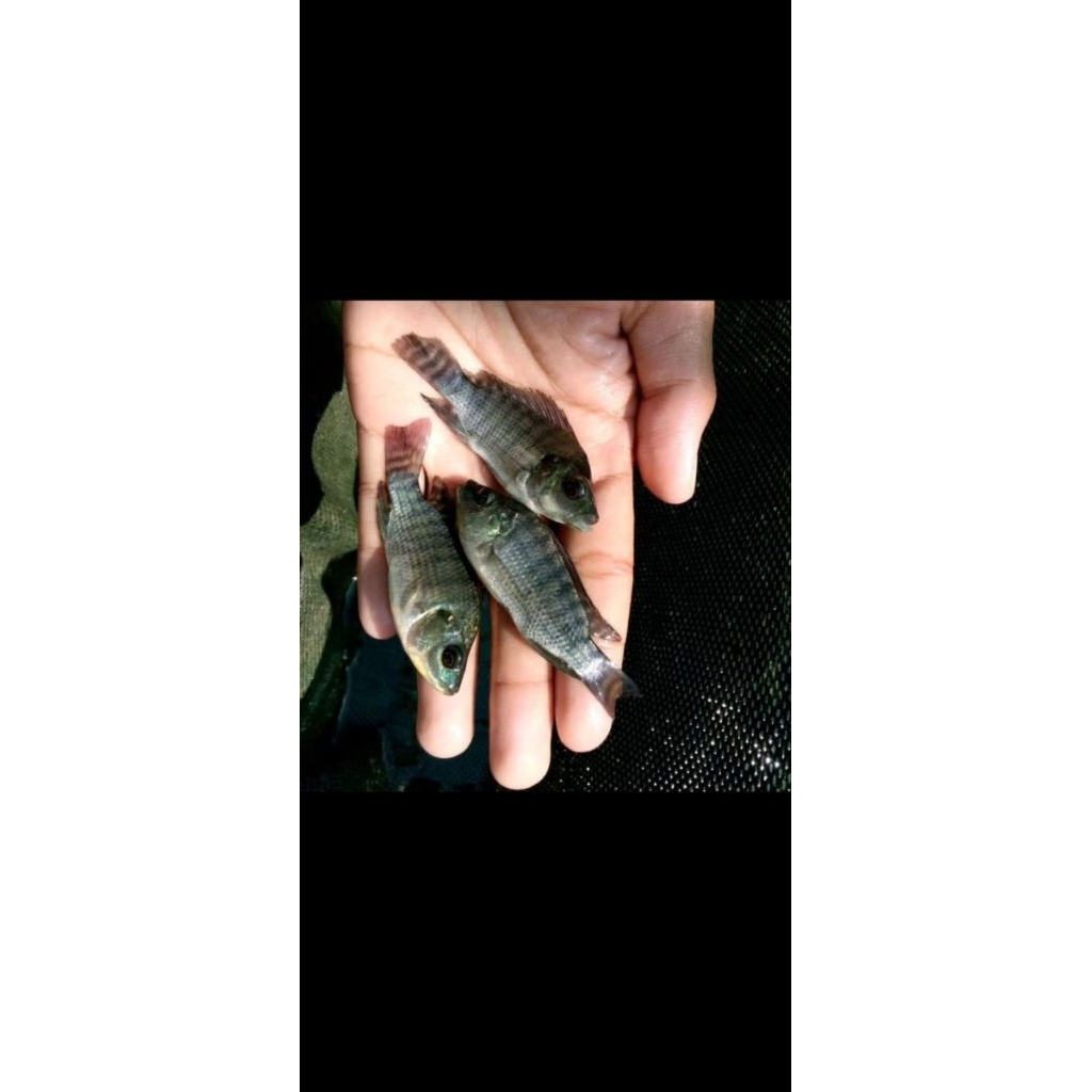 Bibit Ikan Mujair Hitam Ukuran 2 Jari