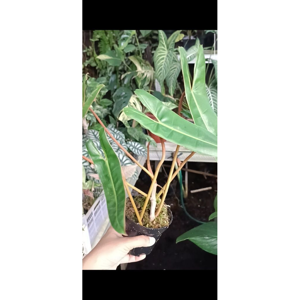 philodendron billitiae