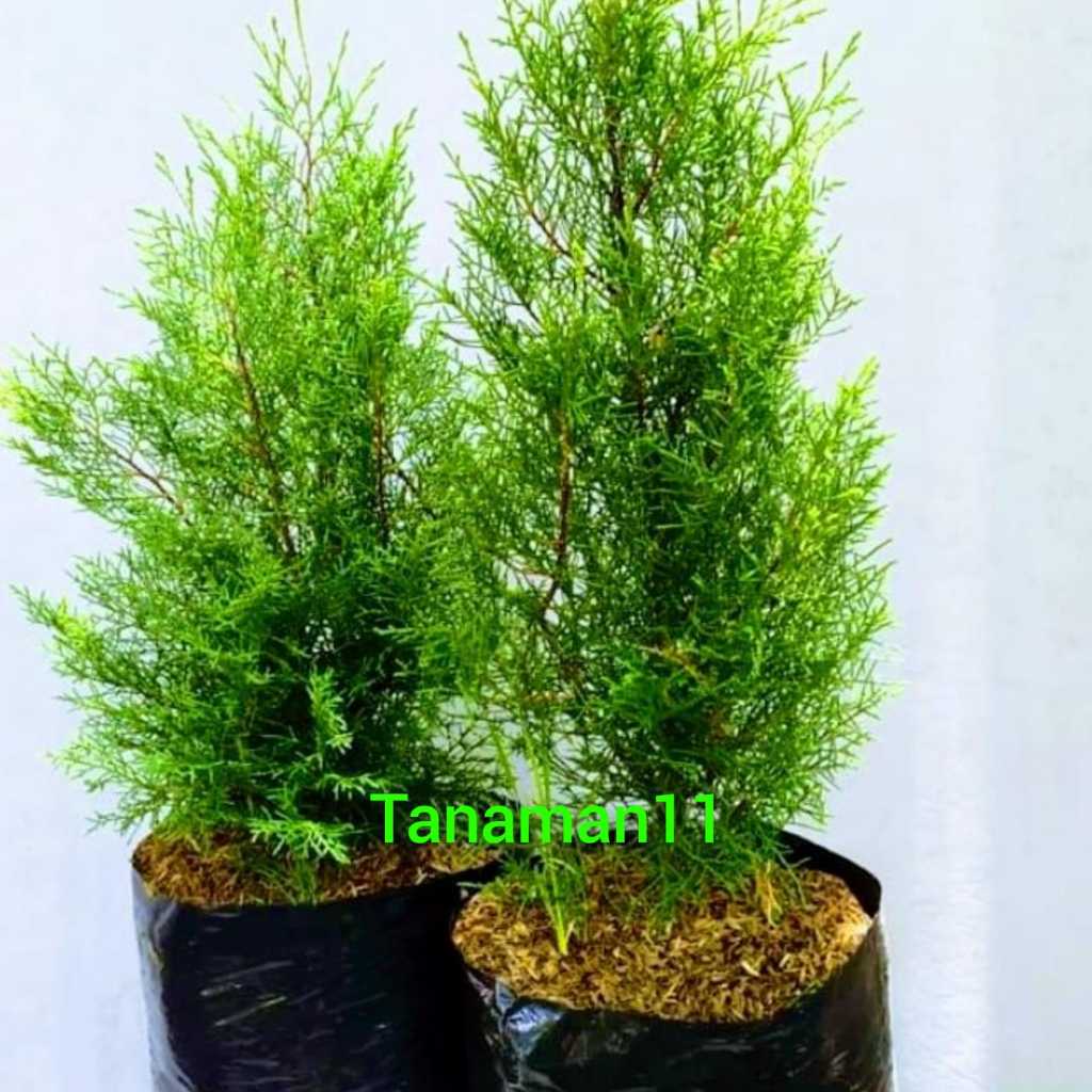Tanaman cemara wangi berdaun wangi tinggi -+ 1m rimbun
