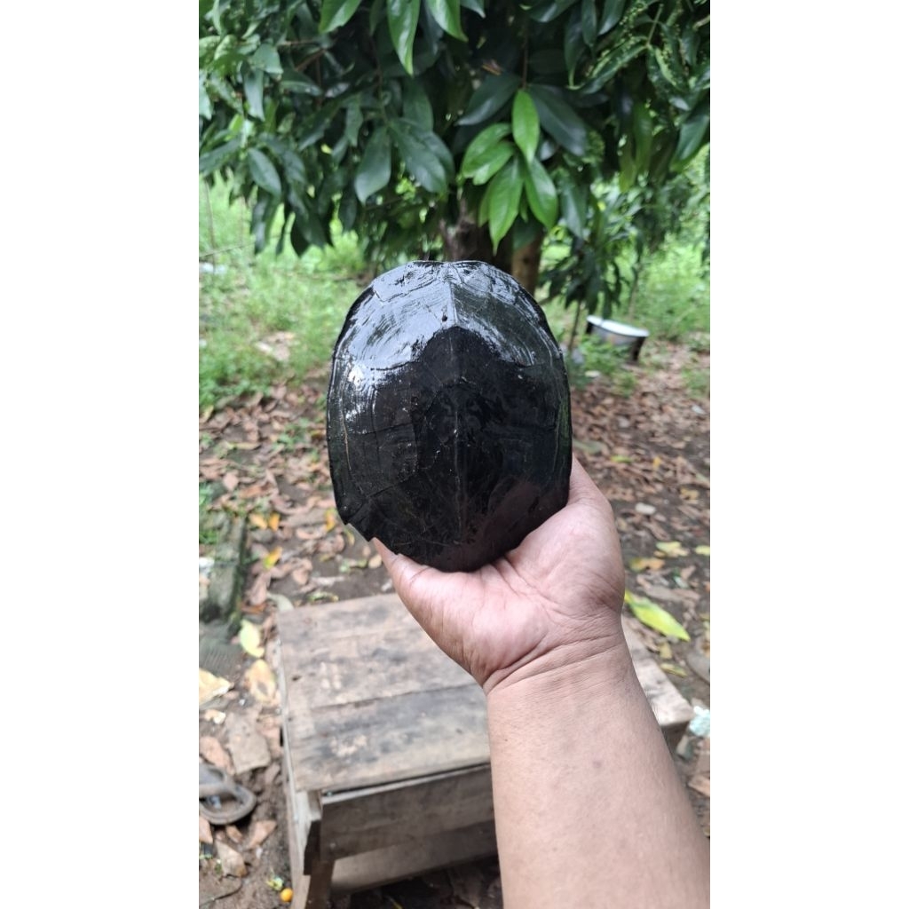 mainan anak kura pipi putih