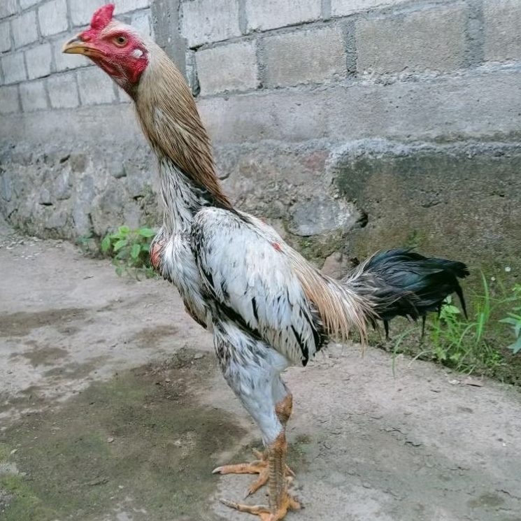 Telur Tetas Ayam Laga Telur Fertil Ayam Aduan Mangon X Mangon iq