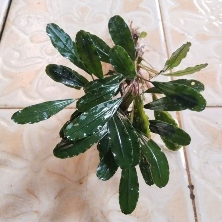 bucephalandra sp sanggau perkg