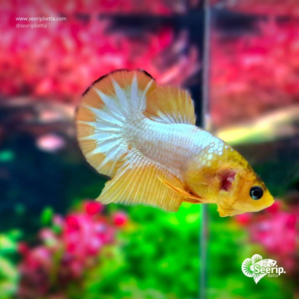 Plakat Fccp Yellow Clean Banding | Seerip Betta