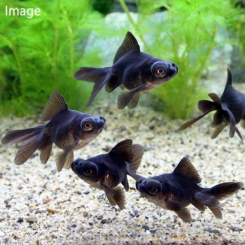 Ikan Hias Koki Black Moor / Ikan Koki Black Moor / Ikan Hias Air Tawar