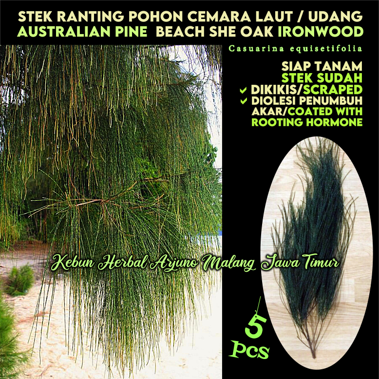 Cemara Udang Laut 5pcs Stek Ranting Pohon Tanaman Hias Pagar Pemecah Angin Siap Tanam Bibit Bonsai C