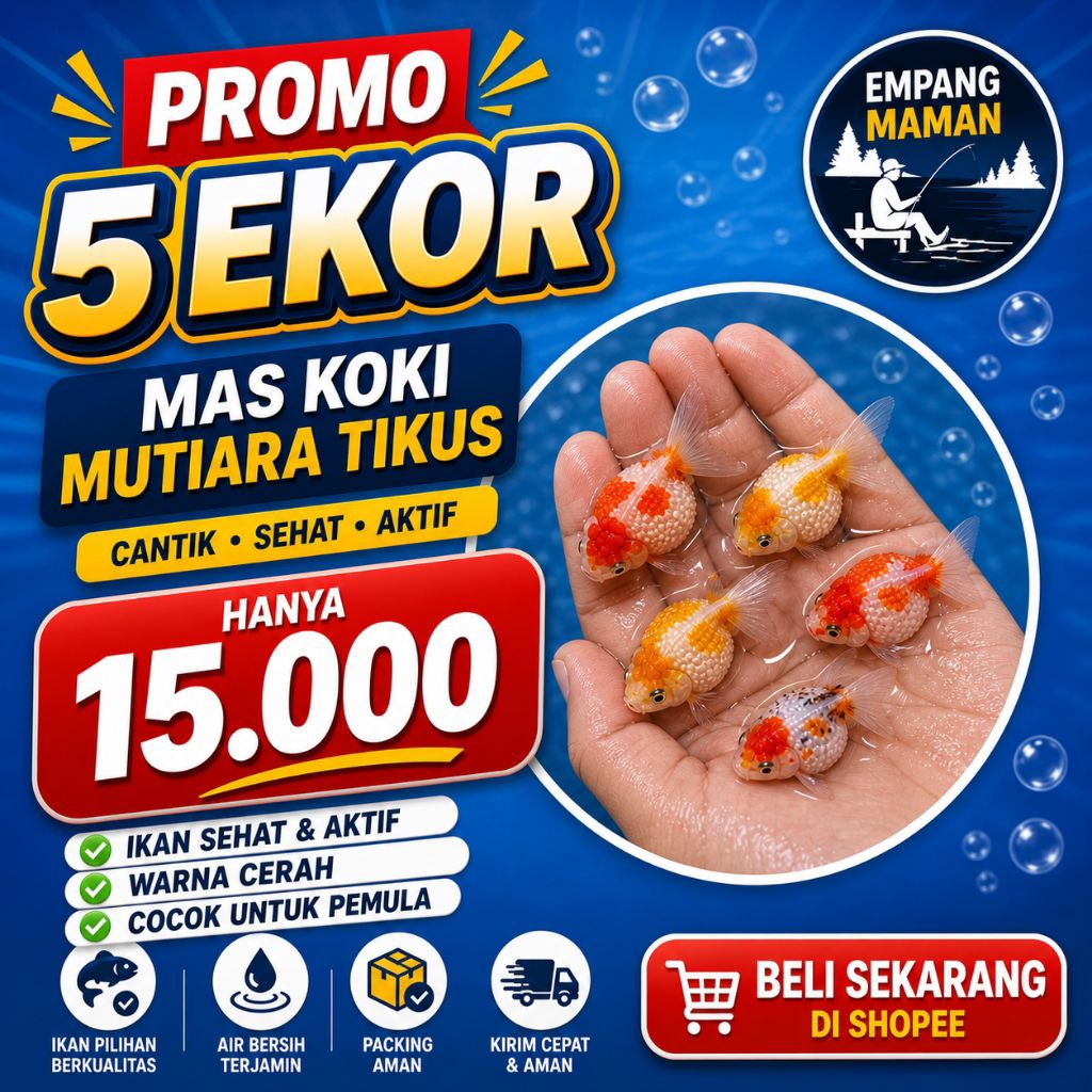 PROMO 5 EKOR  IKAN HIAS MAS KOKI MUTIARA TIKUS hiasan aquarium