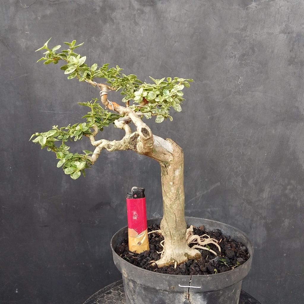Bonsai mungil sancang variegata