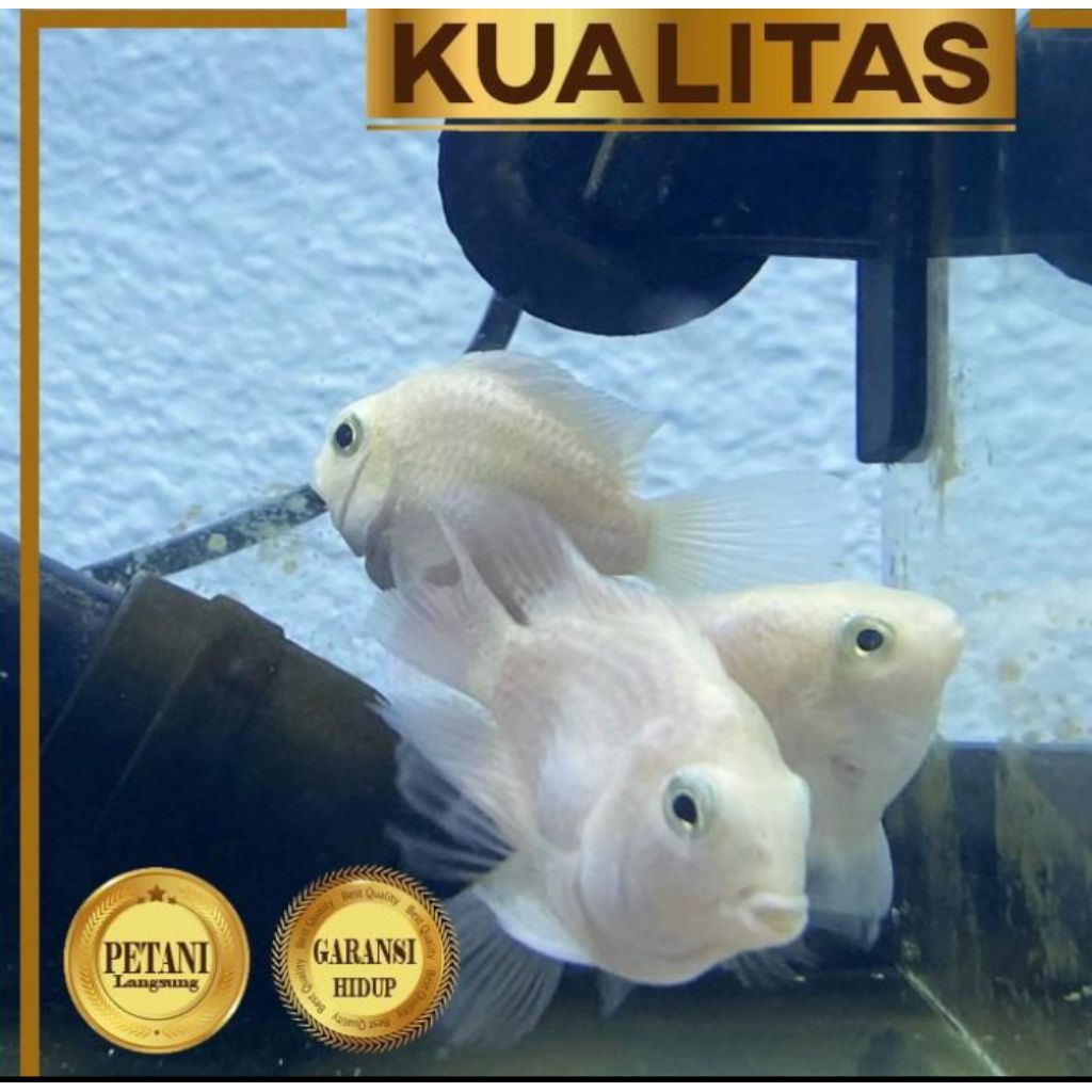 10 ekor Platinum Polar Ikan Hias Parrot Putih