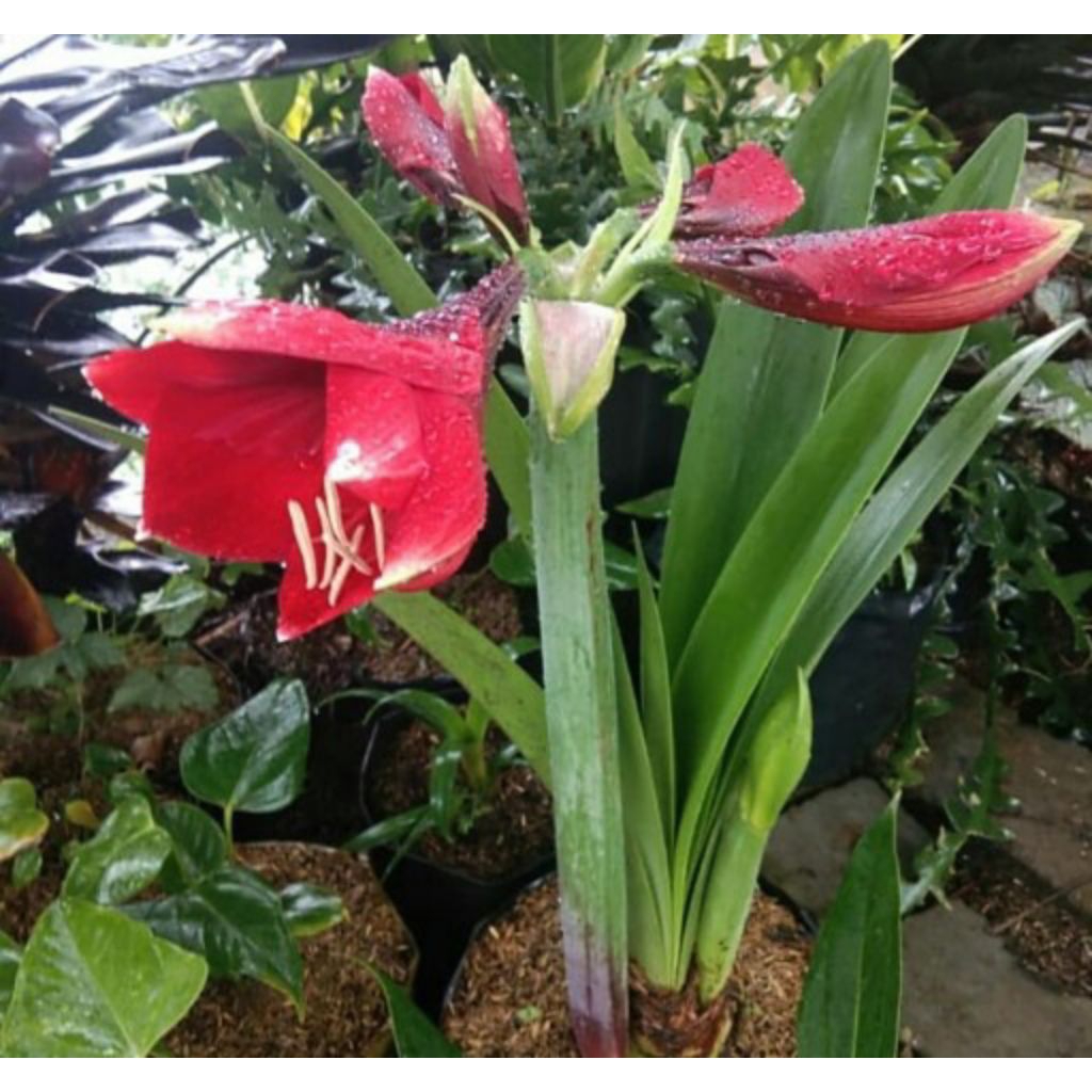 Tanaman Hias Lili Merah/Pohon Lili Merah
